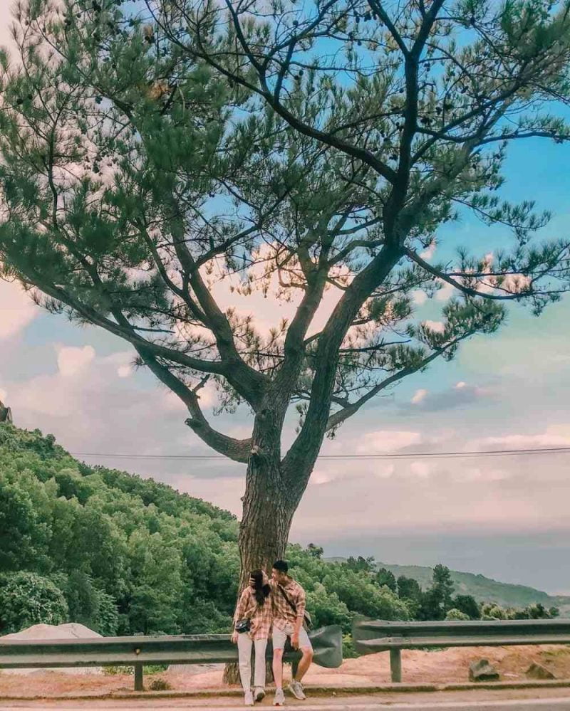 Cây thông cô đơn ở đèo Hải Vân