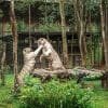 Khám phá vườn thú hoang dã ngoài trời lớn tự nhiên tại Vinpearl Safari