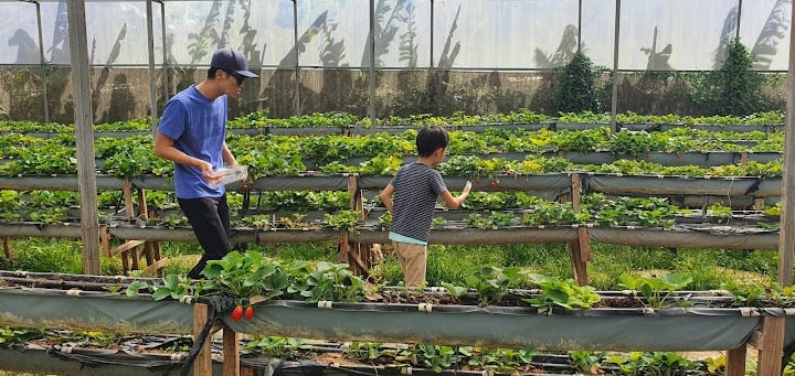 Vườn dâu Bà Vai nằm trong danh sách các vườn dâu tây ở Đà Lạt, dẫn đầu trong việc nói "không" với các loại hóa chất độc hại