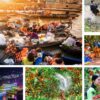 Tour Mỹ Tho Cần Thơ 2 Ngày 1 Đêm