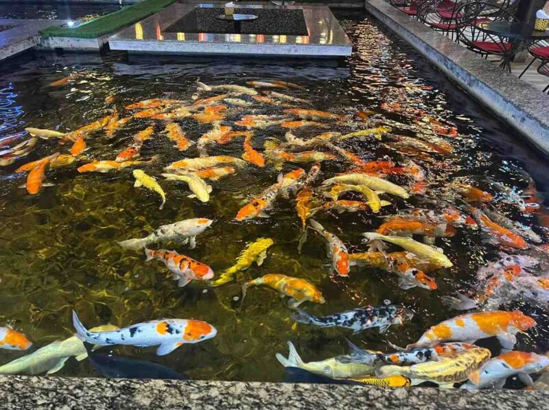 Koi and You Cafe Tuyên Quang