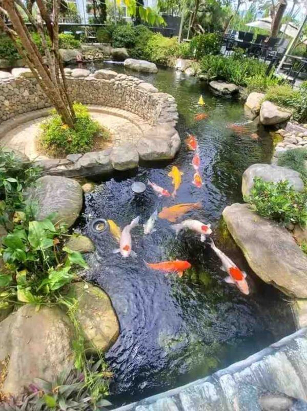 Hồng Ruby Cafe Koi