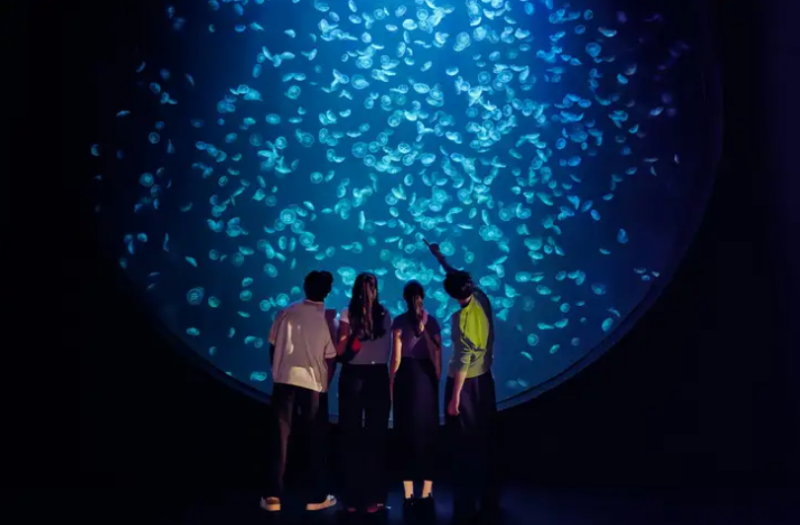 Những Trải Nghiệm Không Thể Bỏ Lỡ Tại Oceanarium Singapore