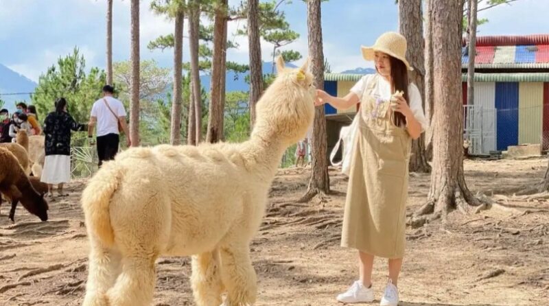 Bạn sẽ được tiếp xúc gần với nhiều loài động vật đáng yêu